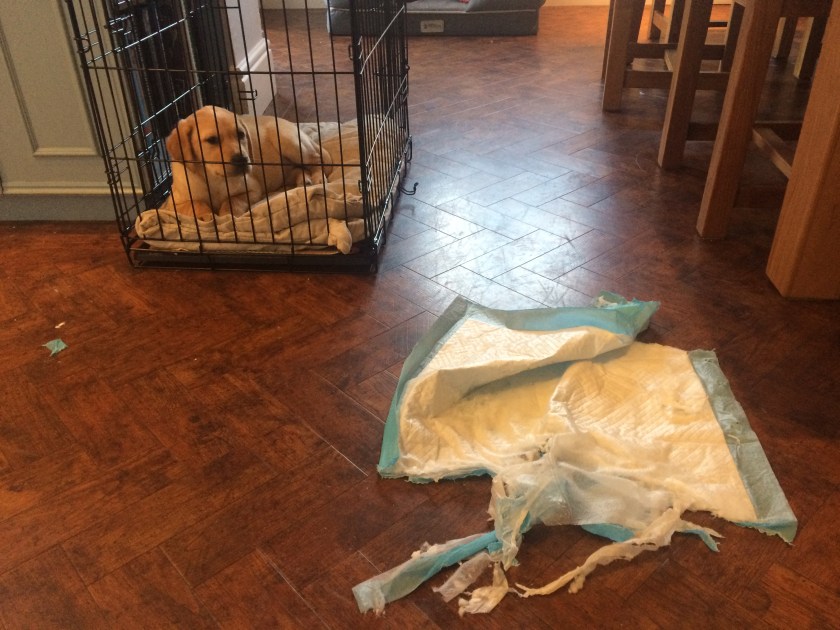 F62A073F-64DB-464A-8996-F172F10CFDC4